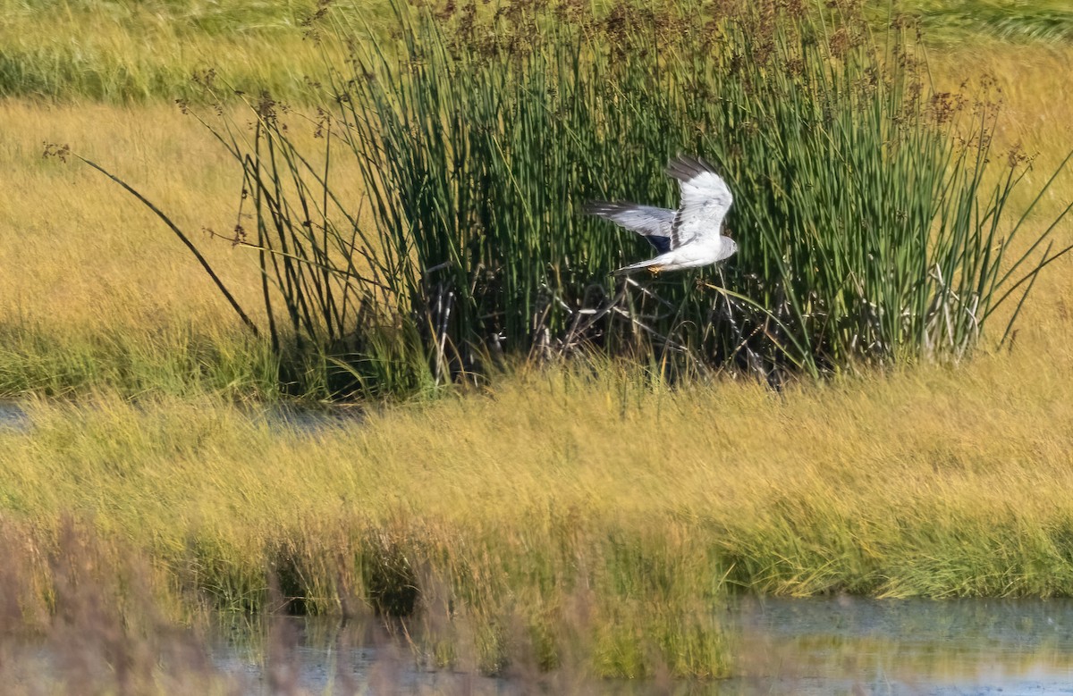 Northern Harrier - ML623222867