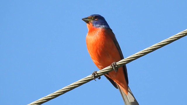 Painted Bunting - ML623222870