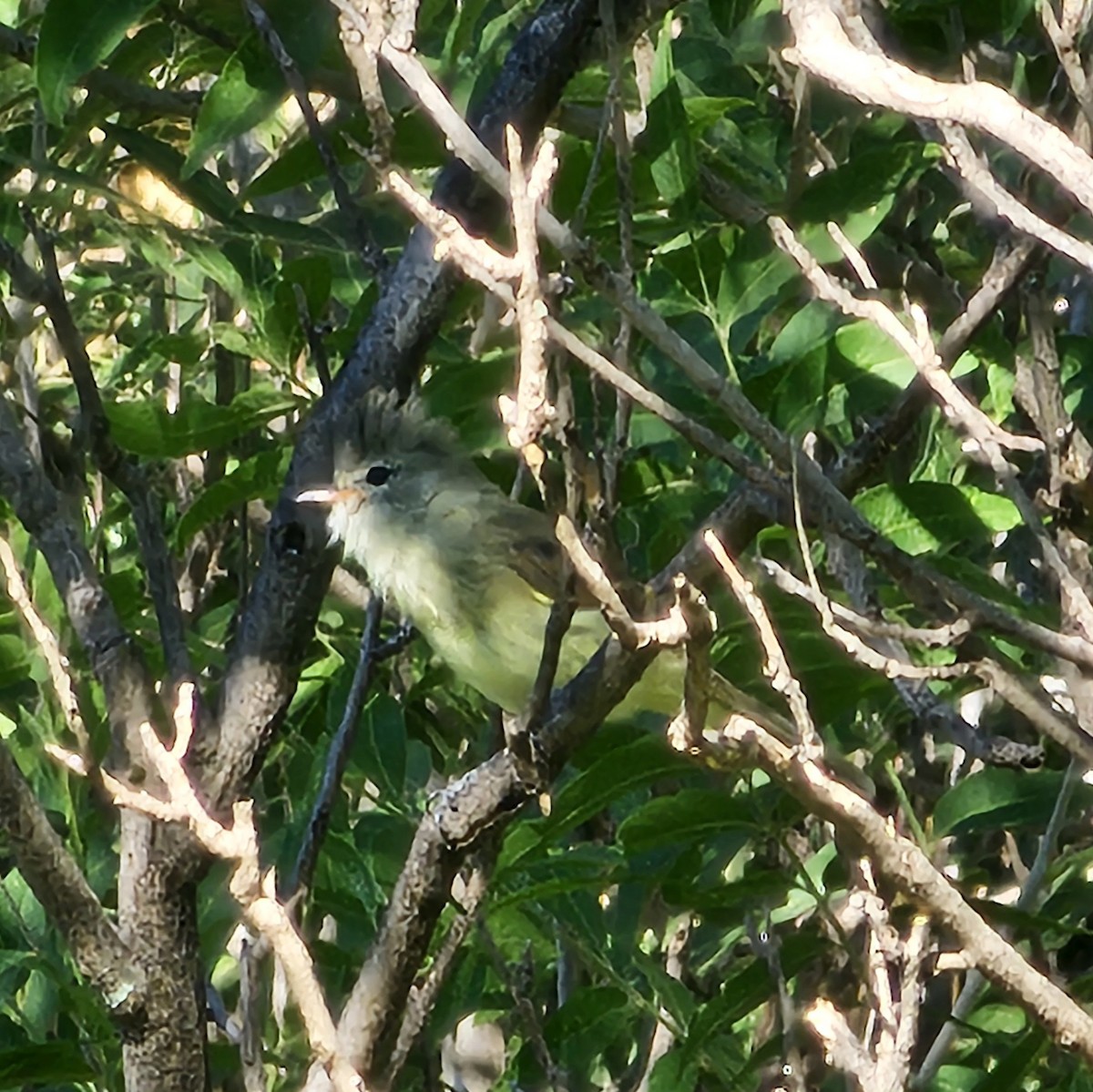 Northern Beardless-Tyrannulet - ML623222880