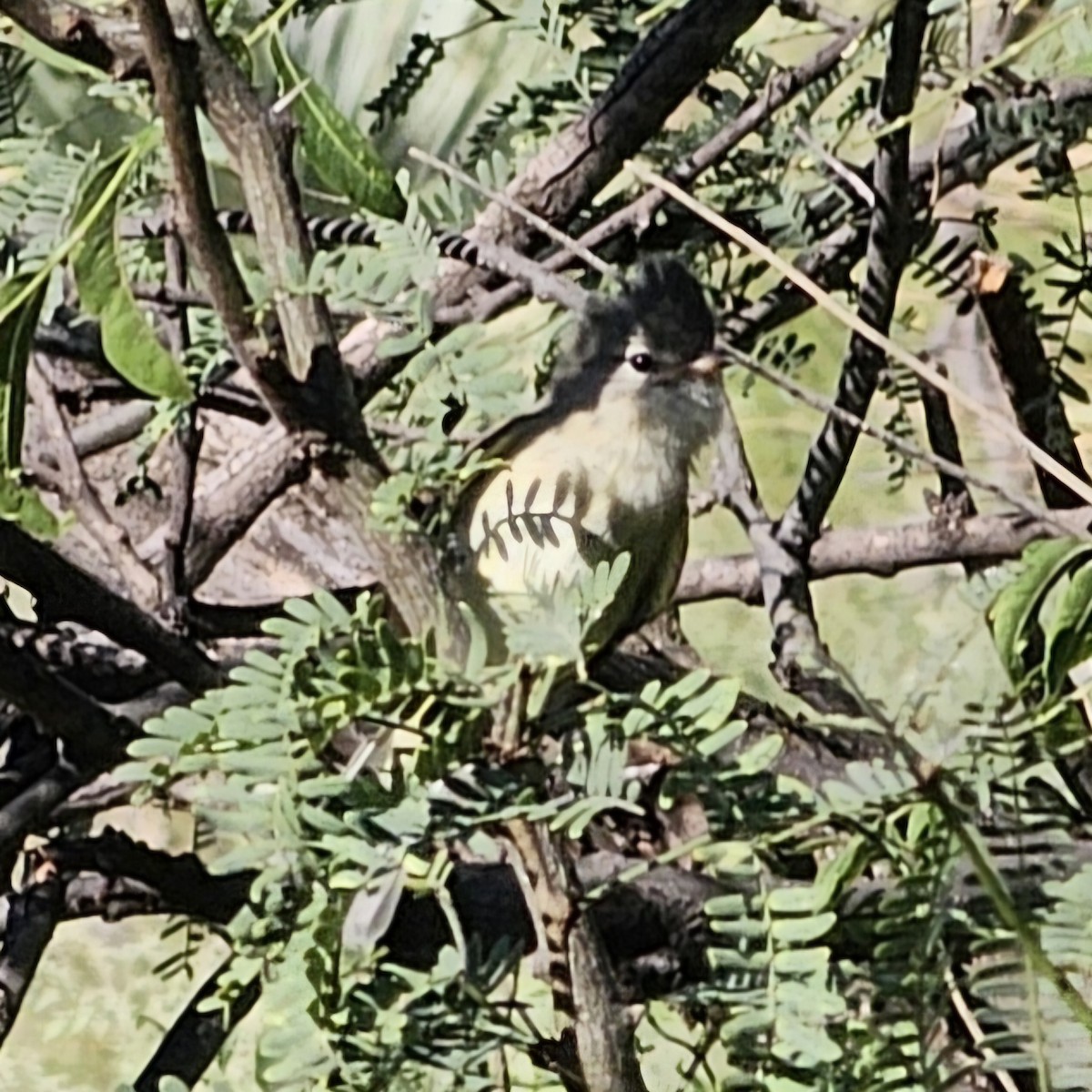 Northern Beardless-Tyrannulet - ML623222885