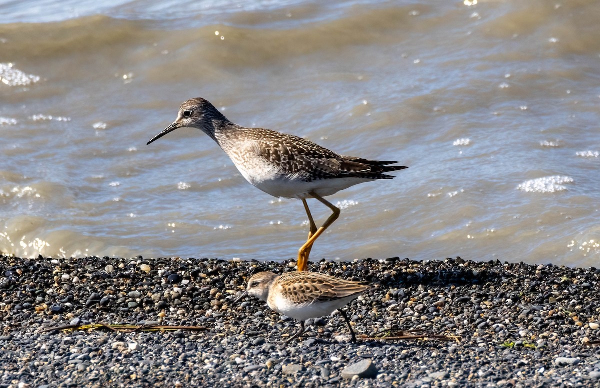 Lesser Yellowlegs - ML623222905