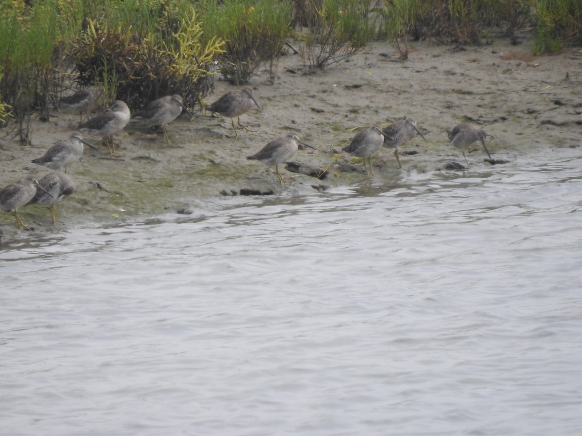 Short-billed/Long-billed Dowitcher - Layton Pace