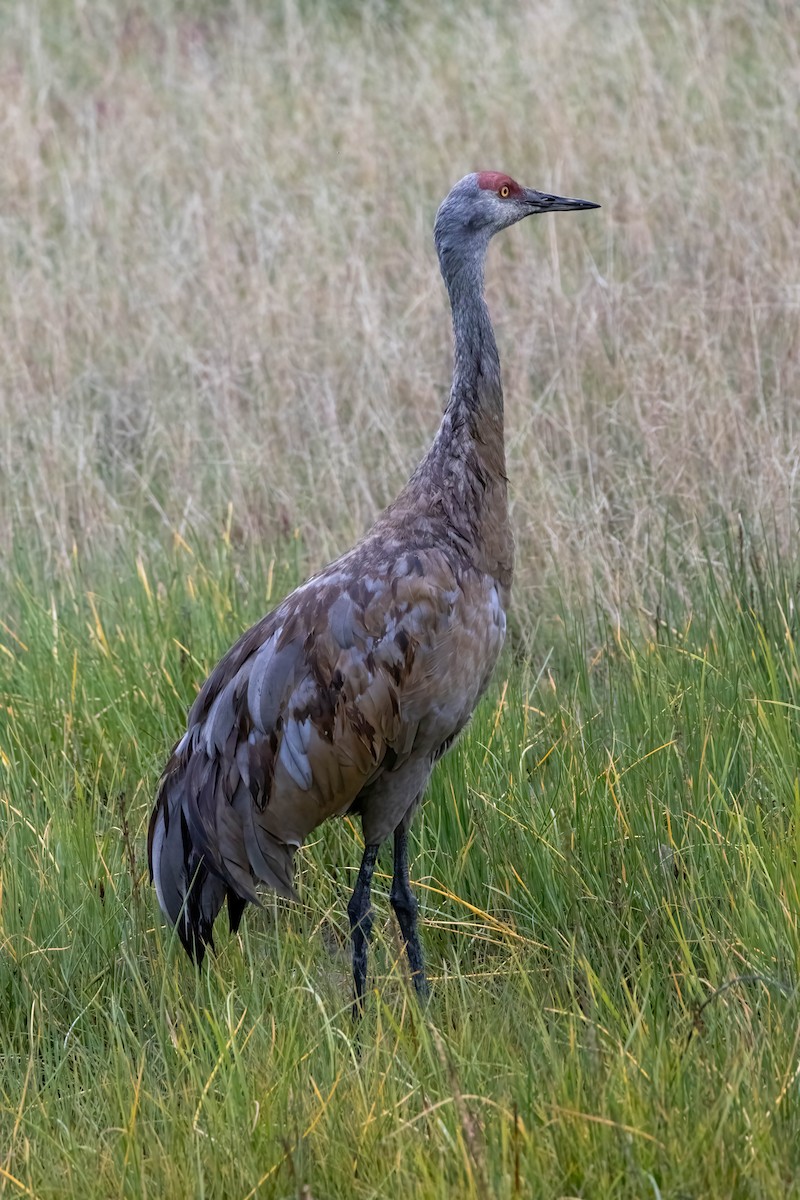 Sandhill Crane - ML623222944