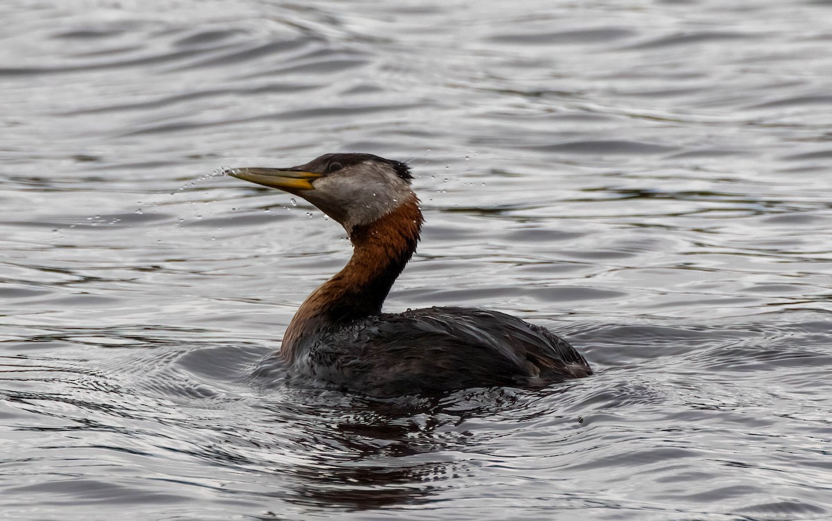 Red-necked Grebe - ML623222952