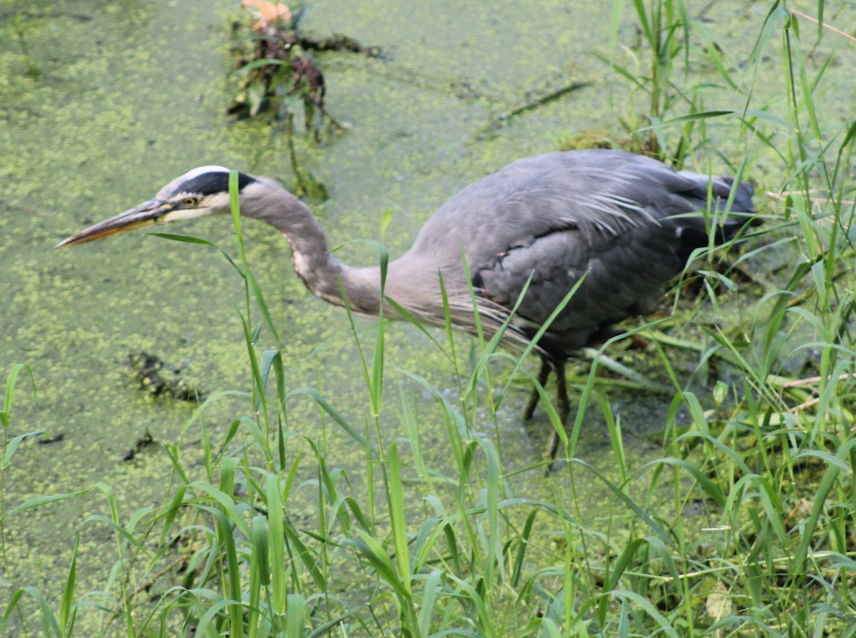 Great Blue Heron - ML623222953