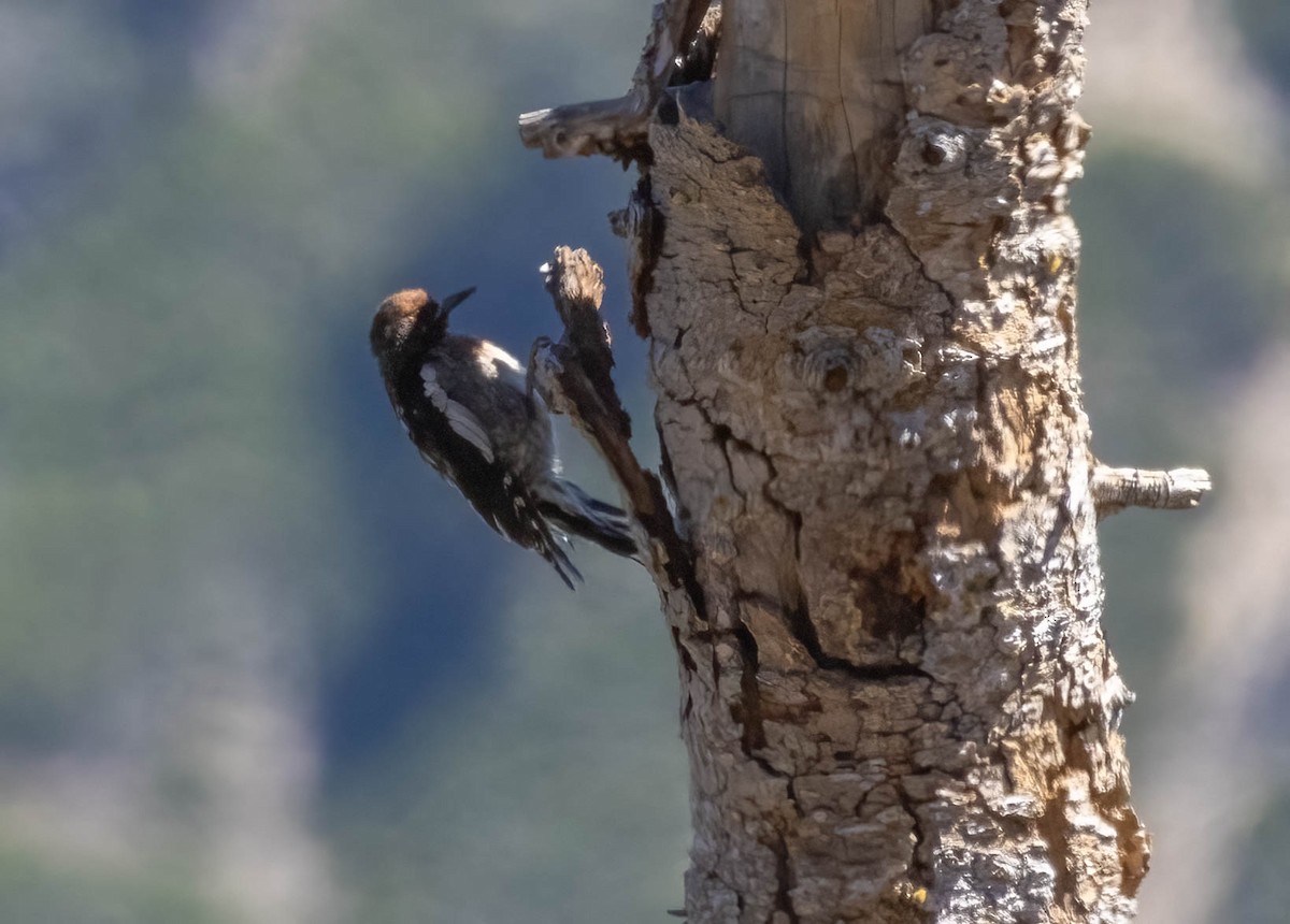 Red-breasted Sapsucker - ML623222974