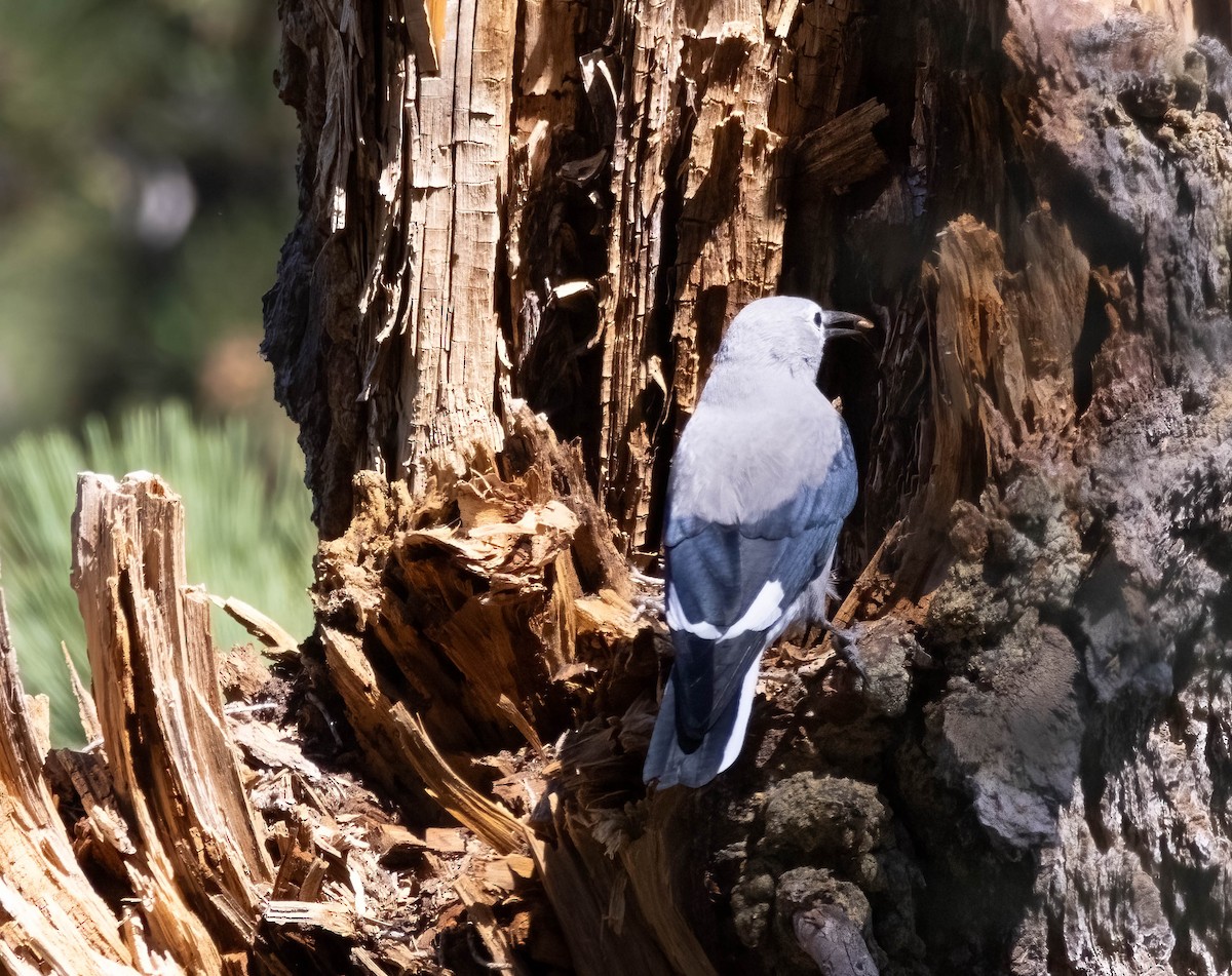 Clark's Nutcracker - ML623222991