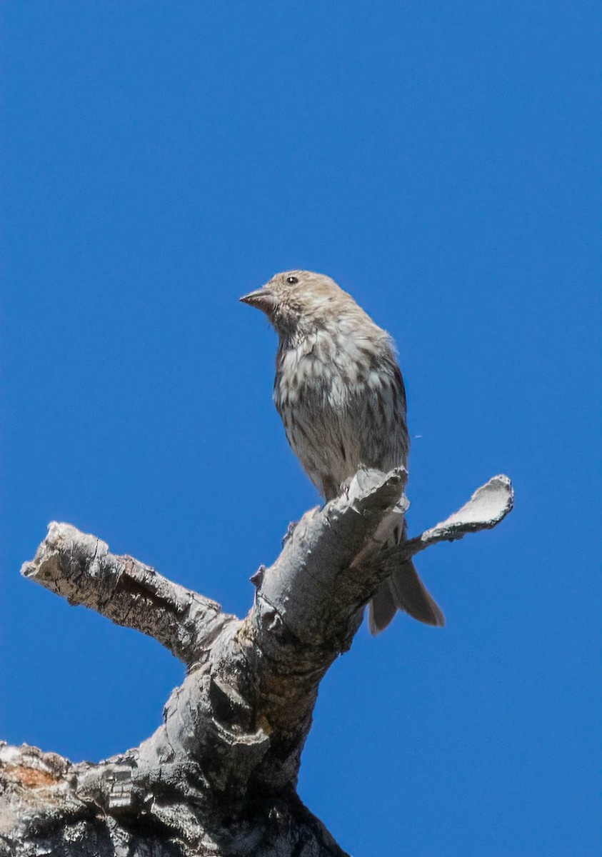 Cassin's Finch - Christine Jacobs