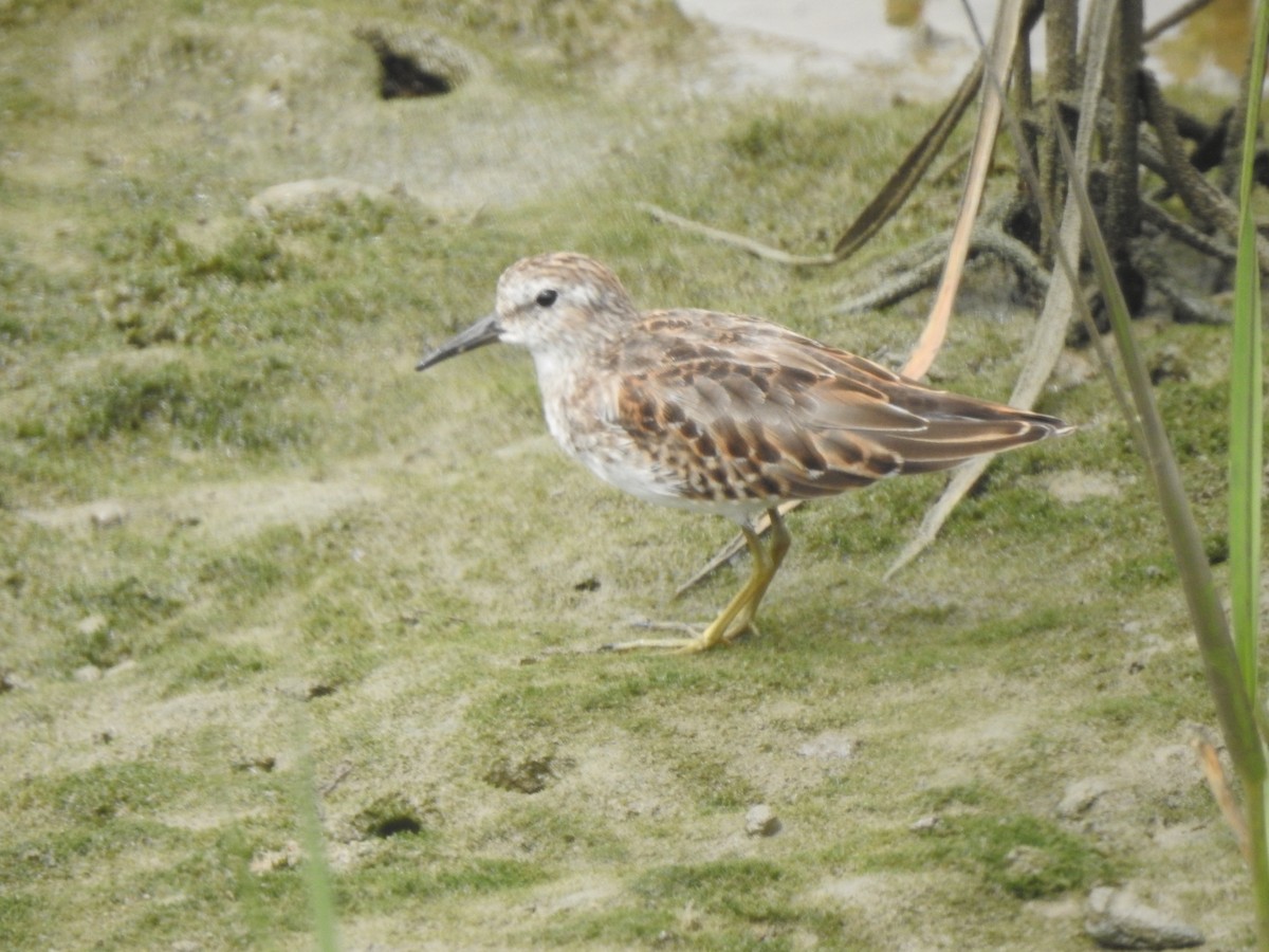 Least Sandpiper - ML623223015