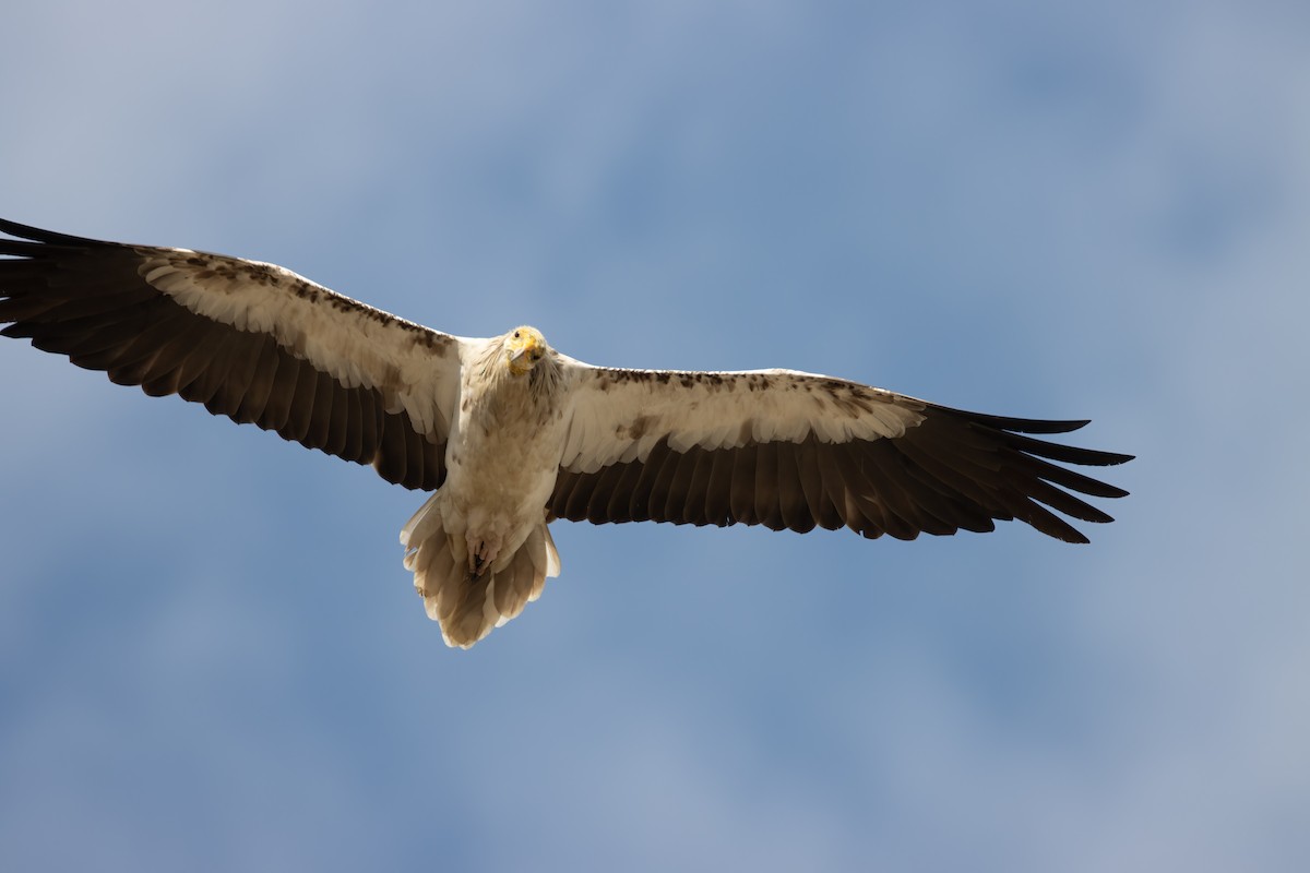 Egyptian Vulture - ML623223017