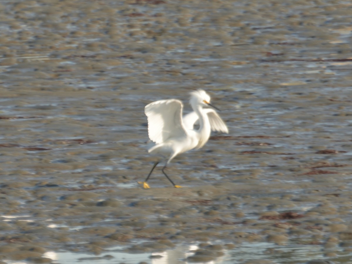 Snowy Egret - ML623223025