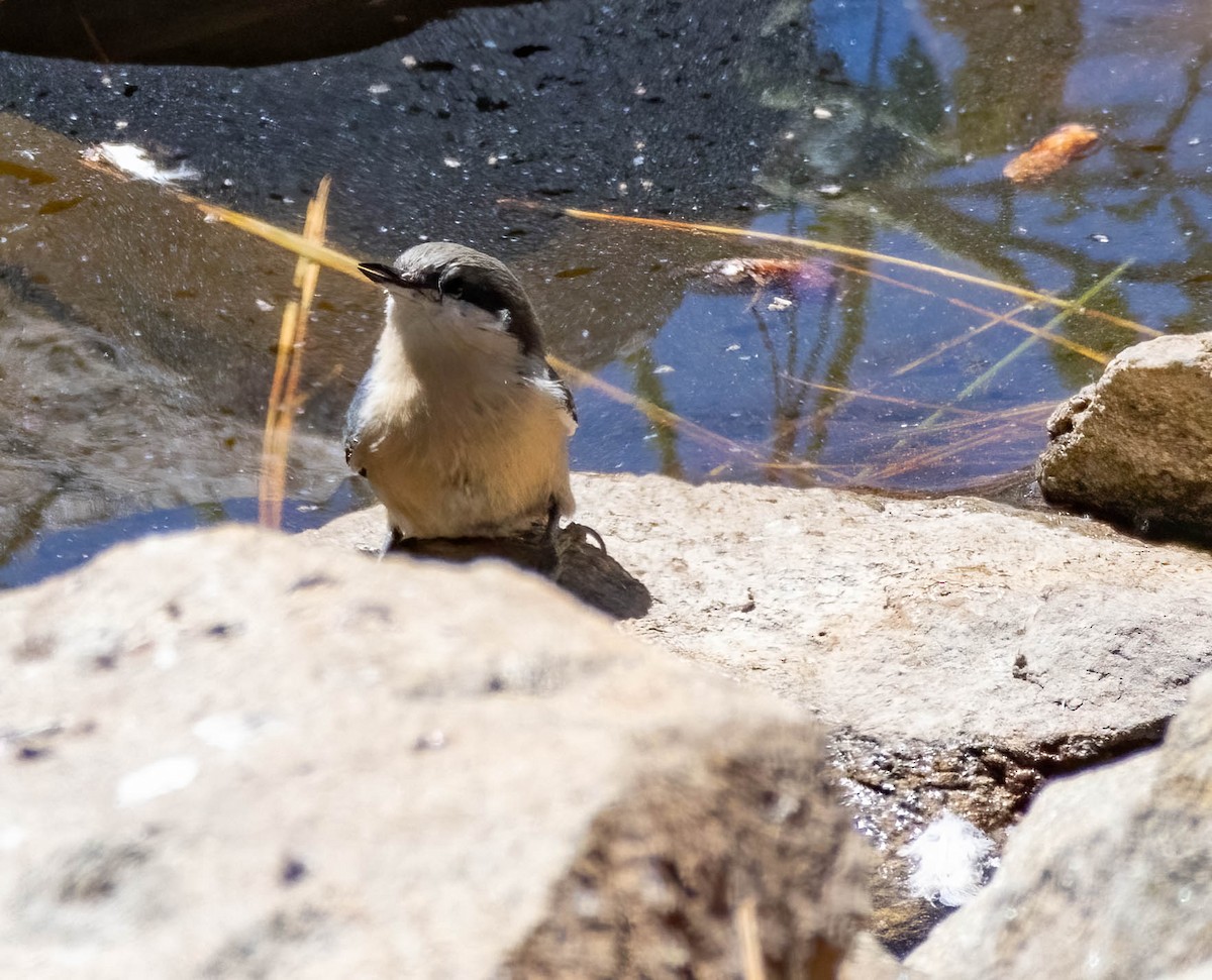 Pygmy Nuthatch - ML623223060