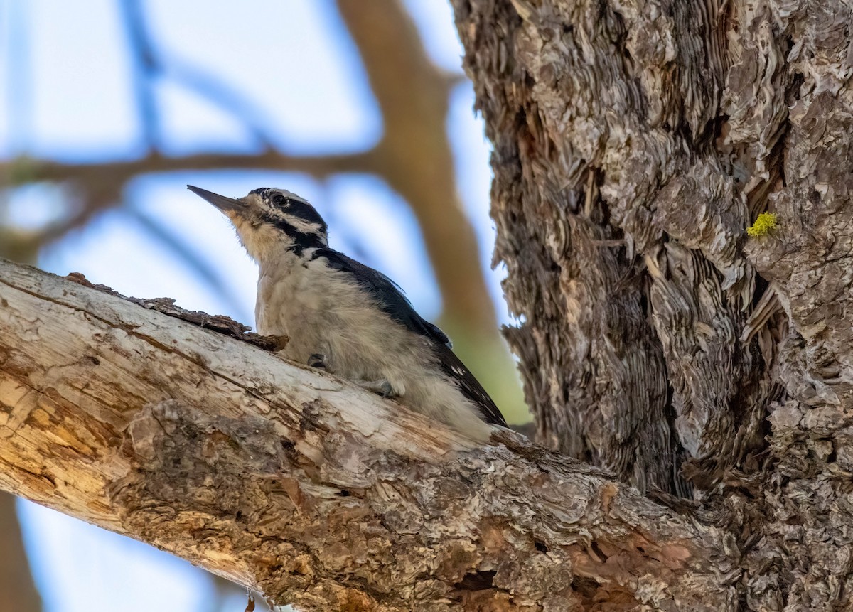 Hairy Woodpecker - ML623223065