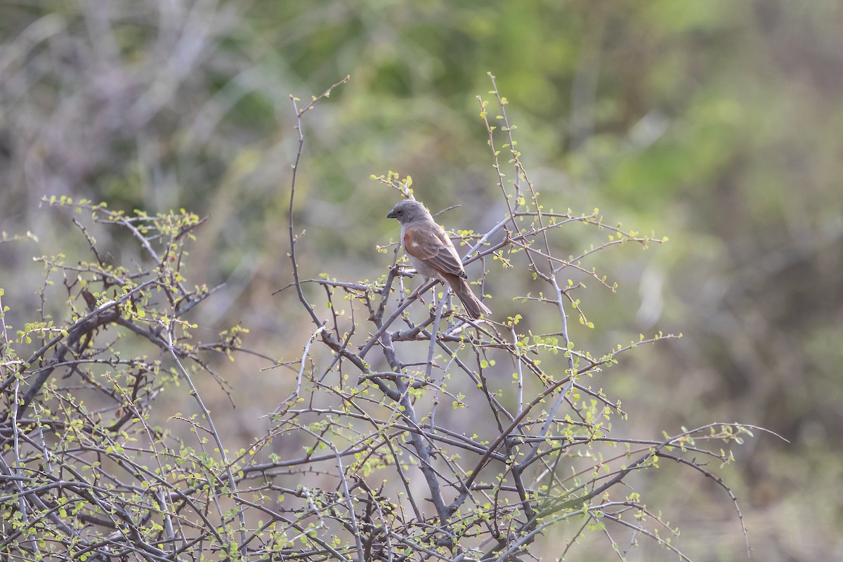 Parrot-billed Sparrow - ML623223117