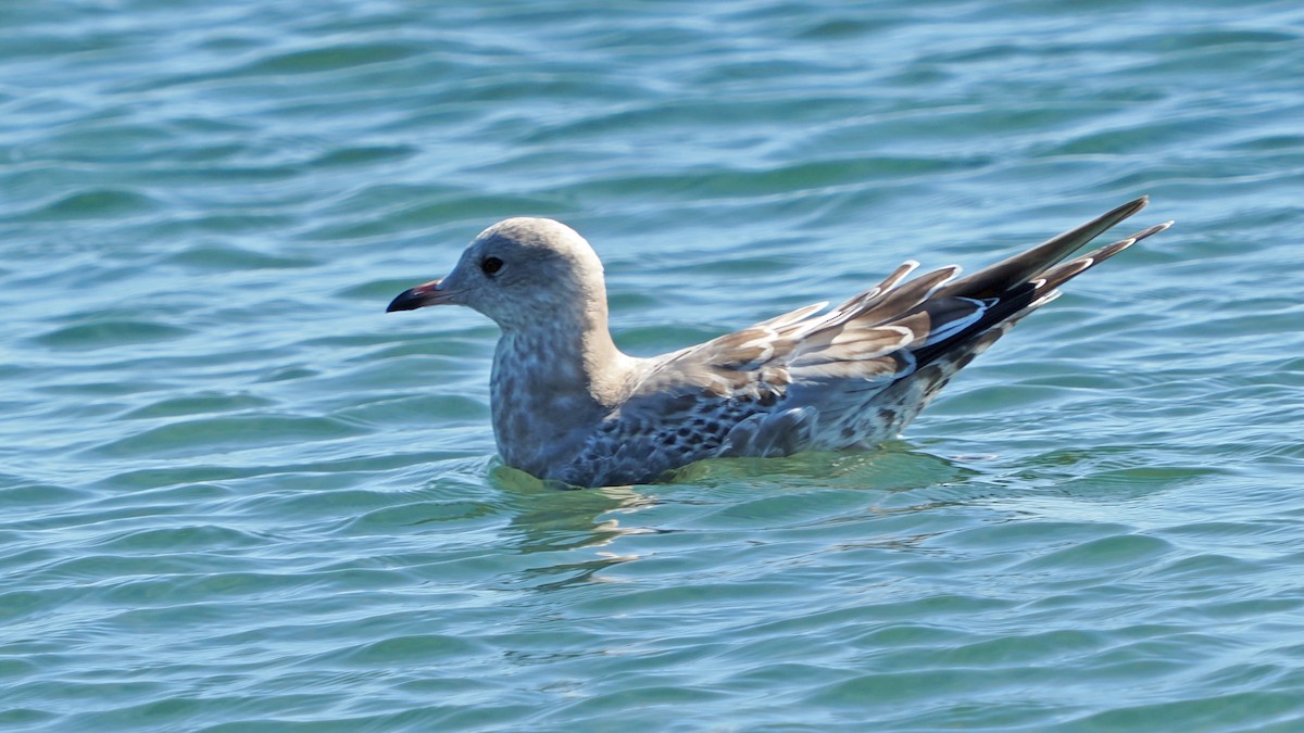 Short-billed Gull - ML623223146