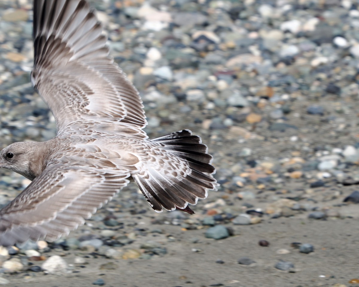 Short-billed Gull - ML623223147