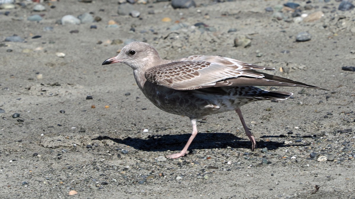 Short-billed Gull - ML623223148