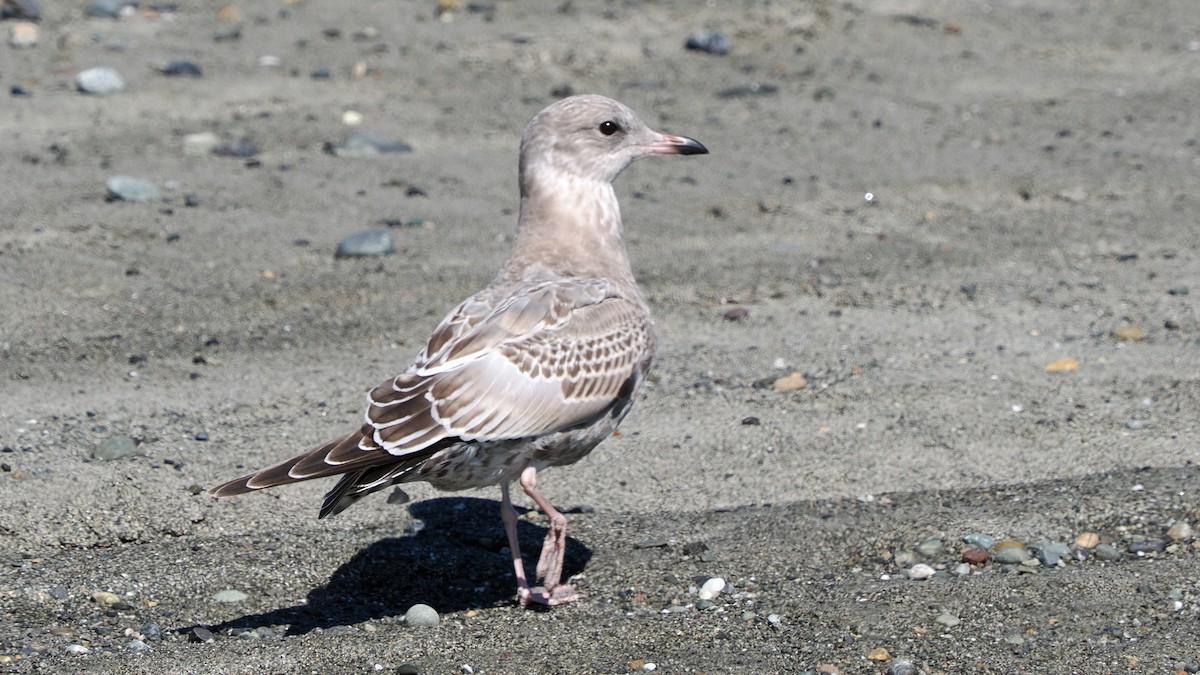 Short-billed Gull - ML623223149