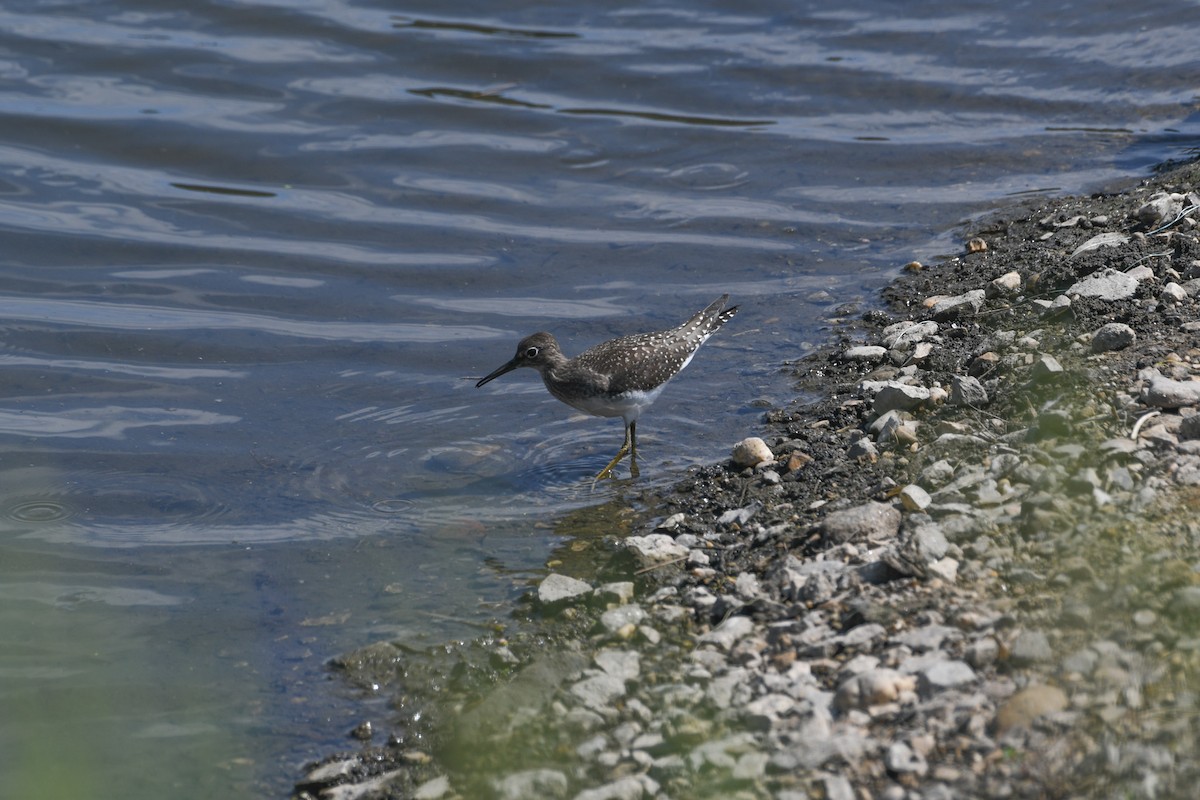 Solitary Sandpiper - ML623223167