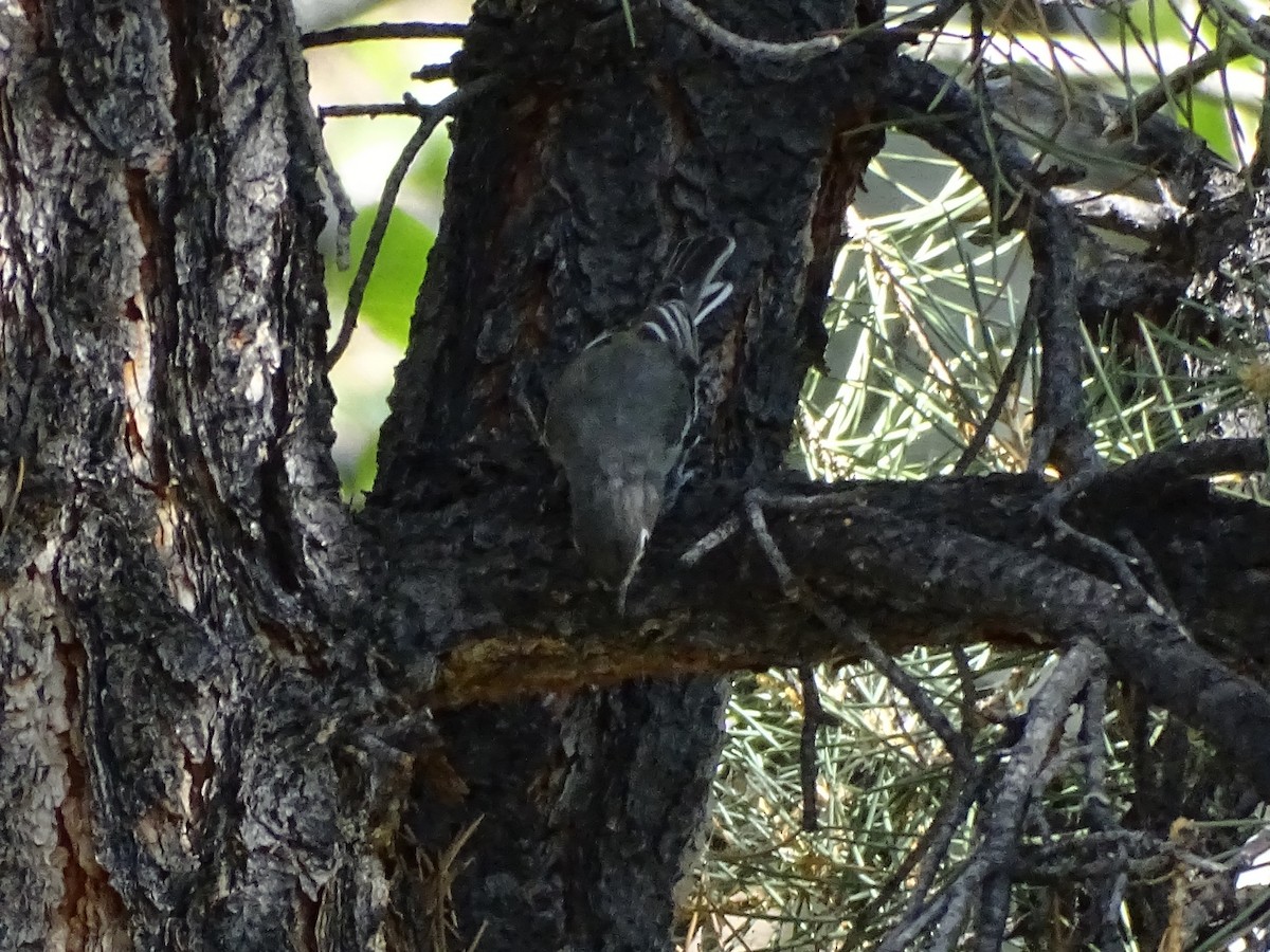 Plumbeous Vireo - ML623223182