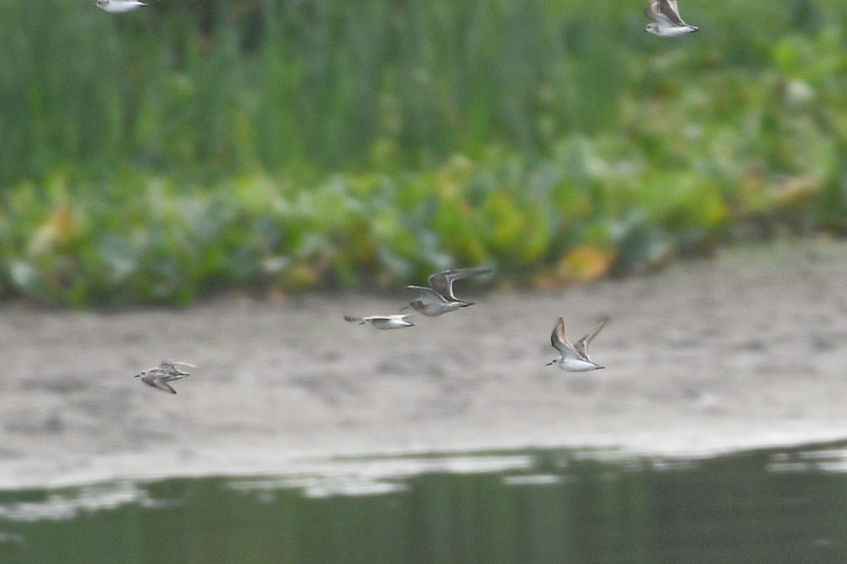 Baird's Sandpiper - ML623223217