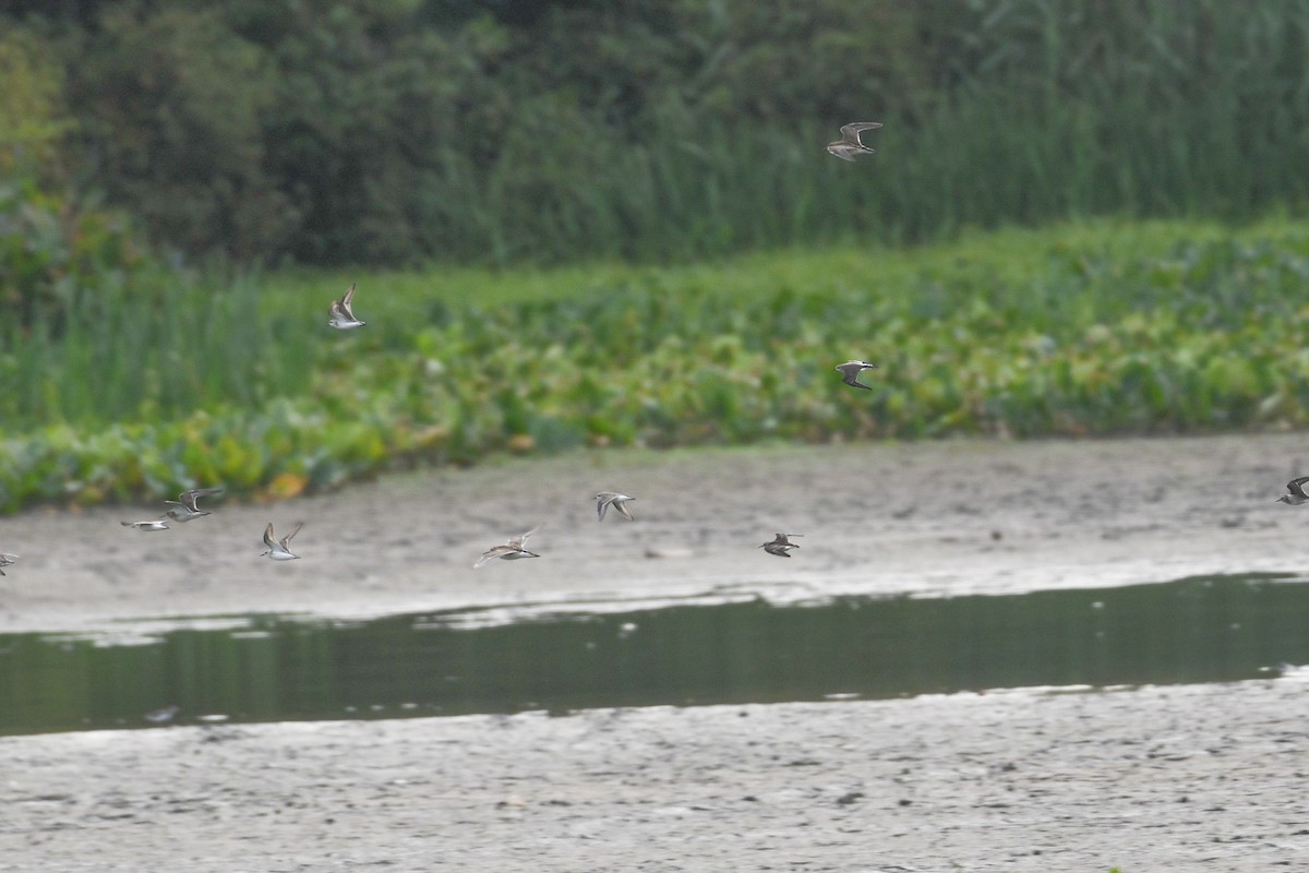 Baird's Sandpiper - ML623223225