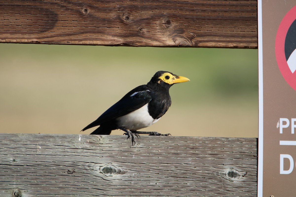 Yellow-billed Magpie - ML623223250