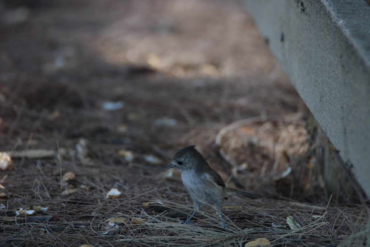 Oak Titmouse - ML623223251