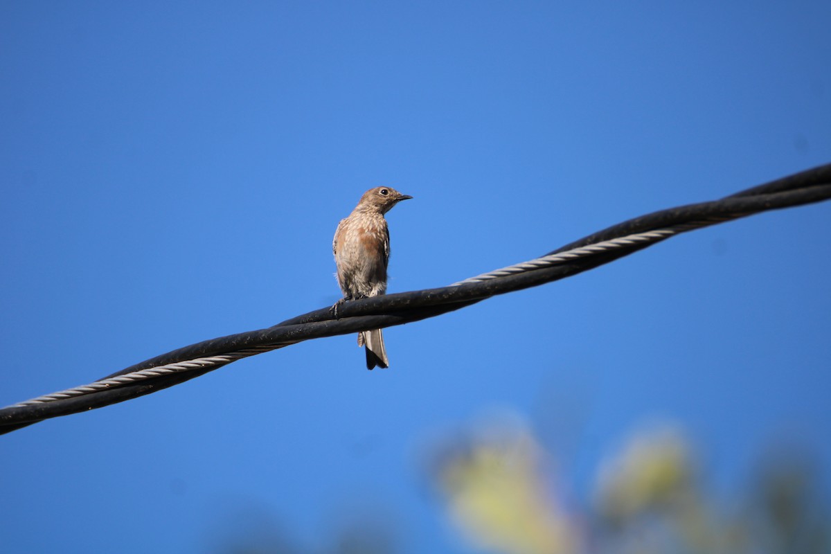 Western Bluebird - ML623223255