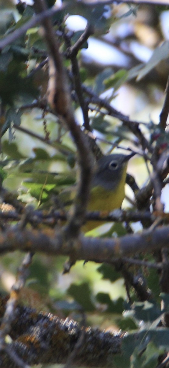 Nashville Warbler - ML623223268