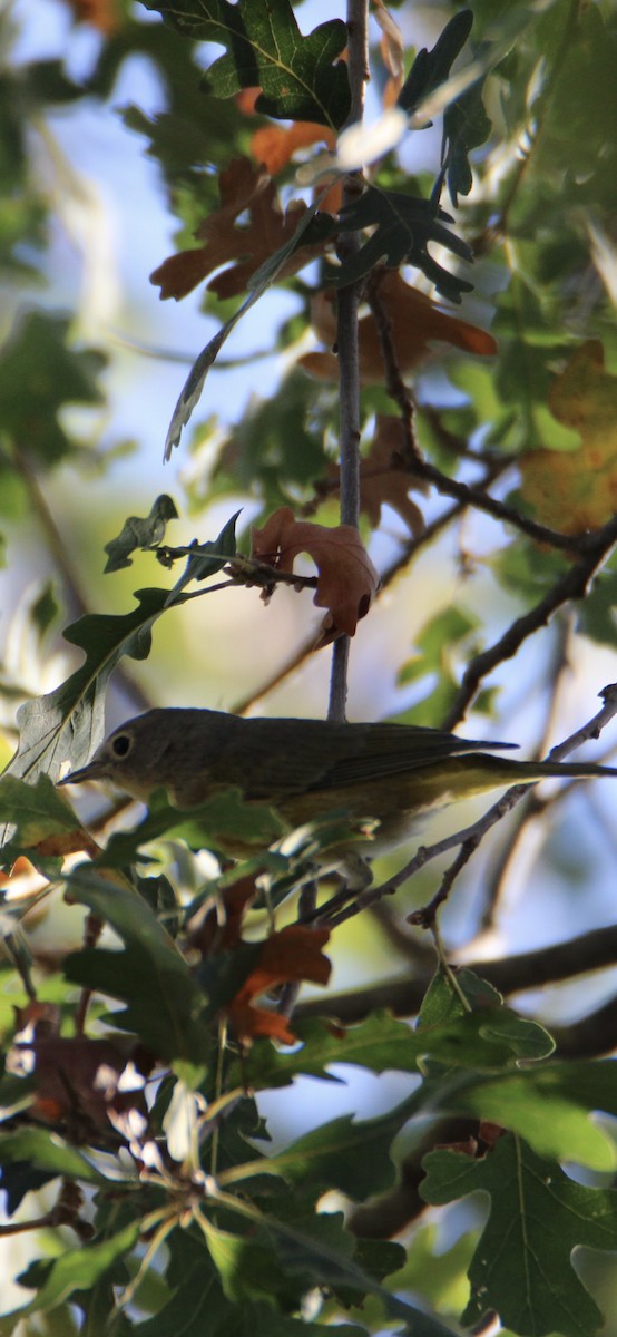 Nashville Warbler - ML623223269