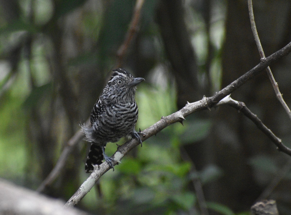 Barred Antshrike - ML623223272