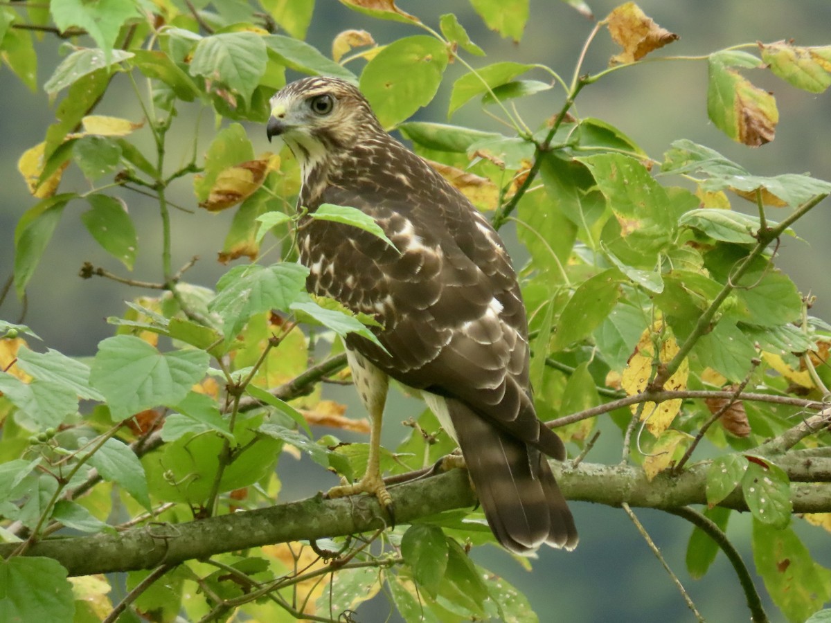 Cooper's Hawk - ML623223279