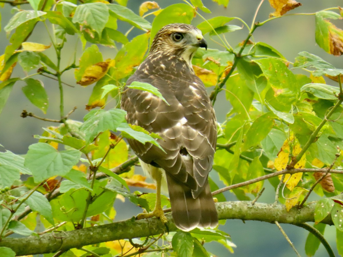 Cooper's Hawk - ML623223280