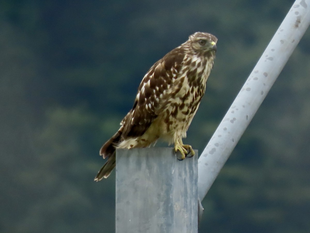 Red-shouldered Hawk - ML623223286