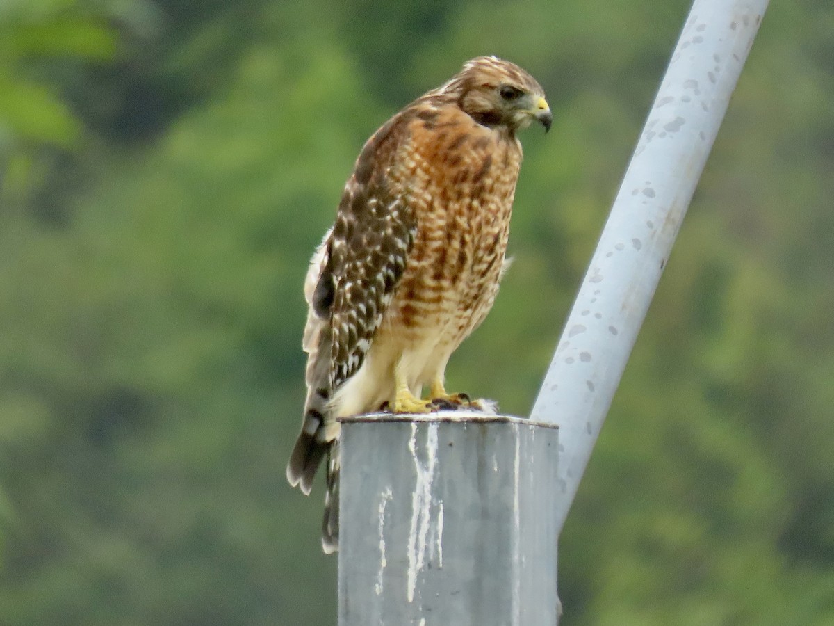 Red-shouldered Hawk - ML623223287