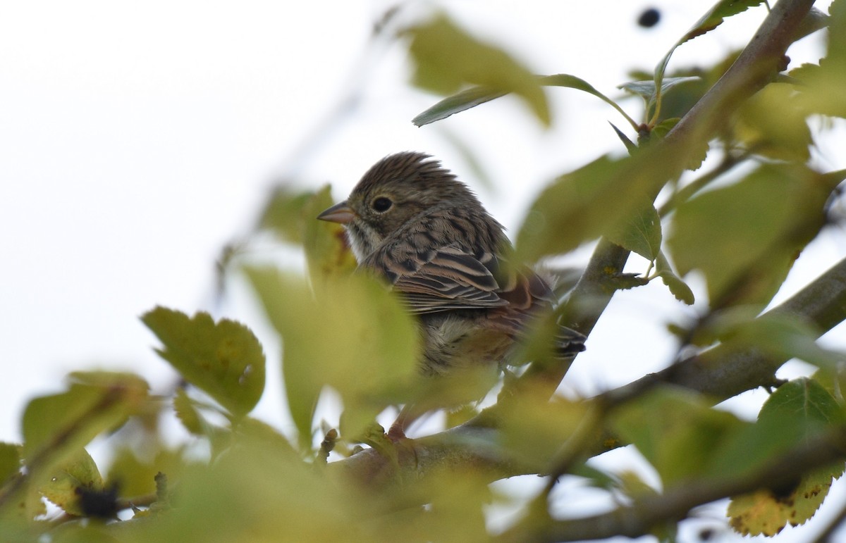 Brewer's Sparrow - ML623223335