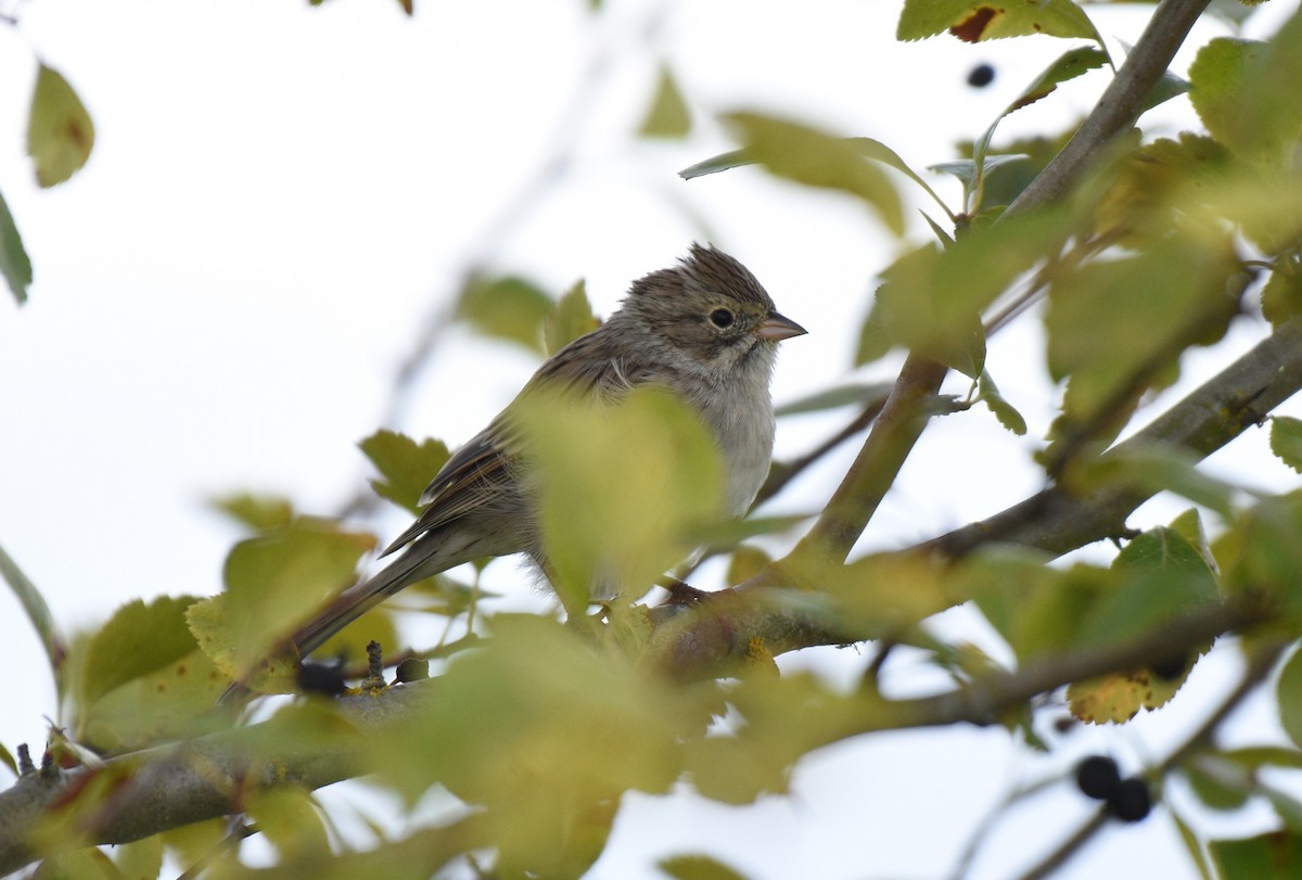Brewer's Sparrow - ML623223336