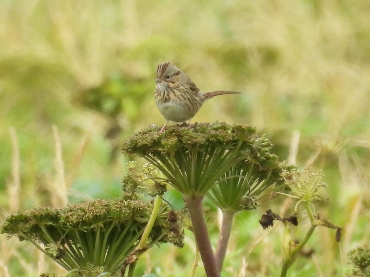 Lincoln's Sparrow - ML623223369