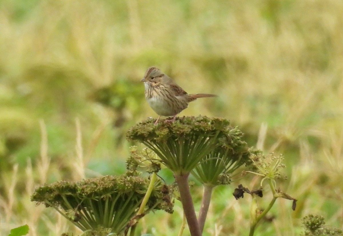 Lincoln's Sparrow - ML623223373