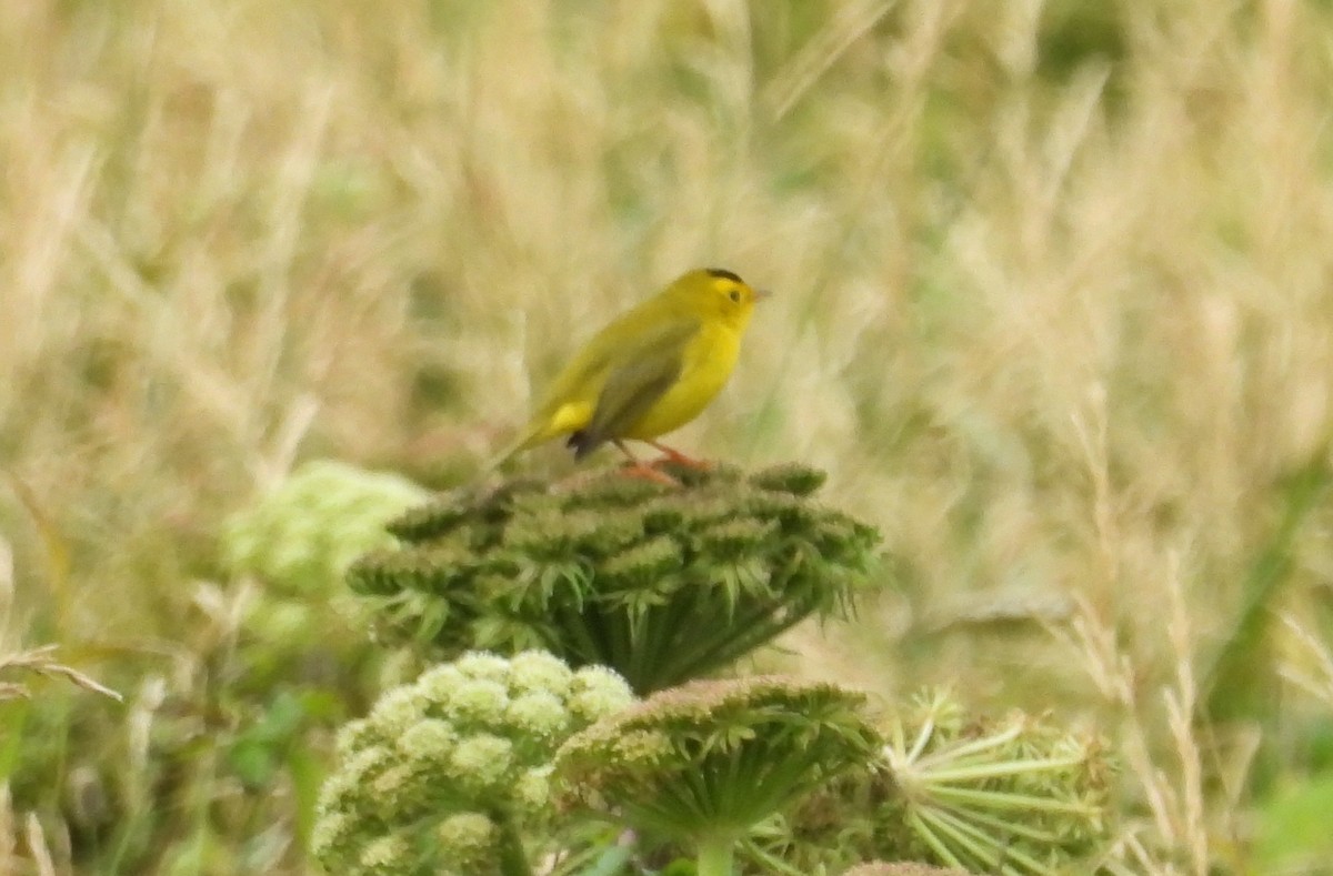 Wilson's Warbler - John Diener