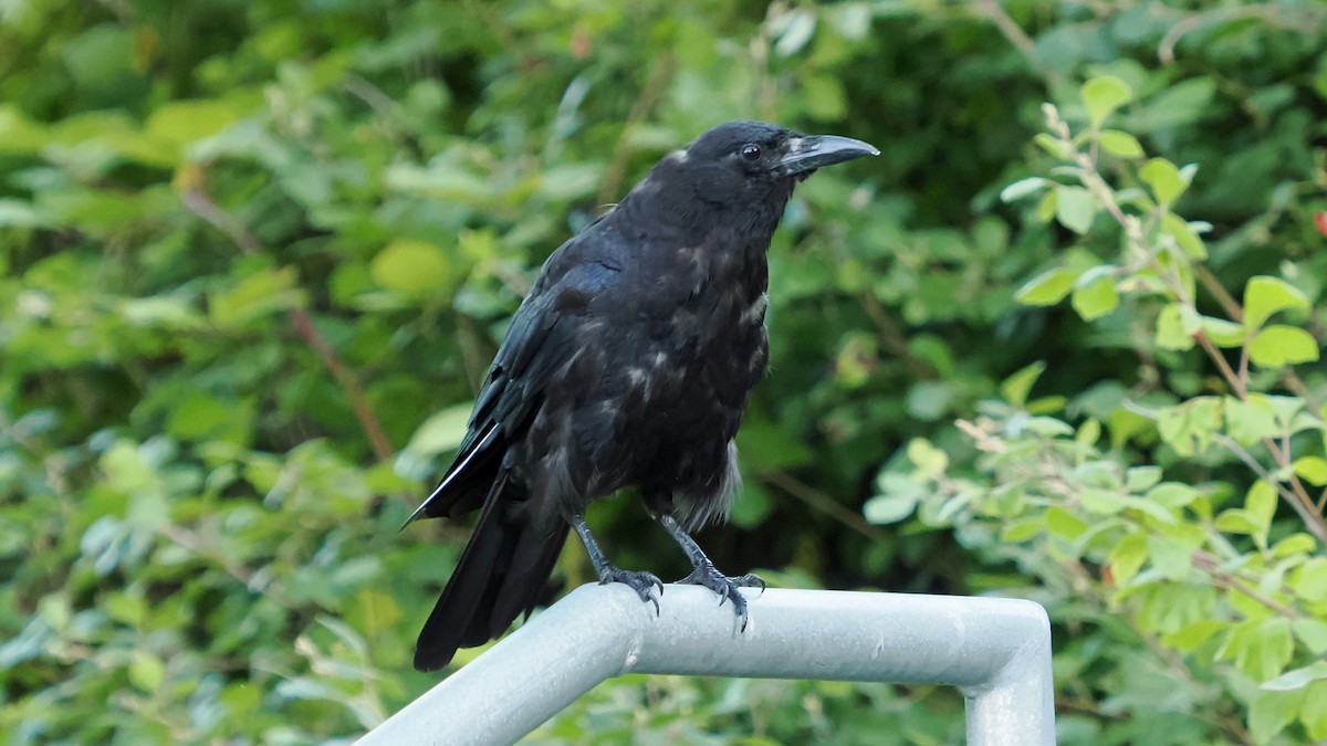 American Crow - Andrew McCormick