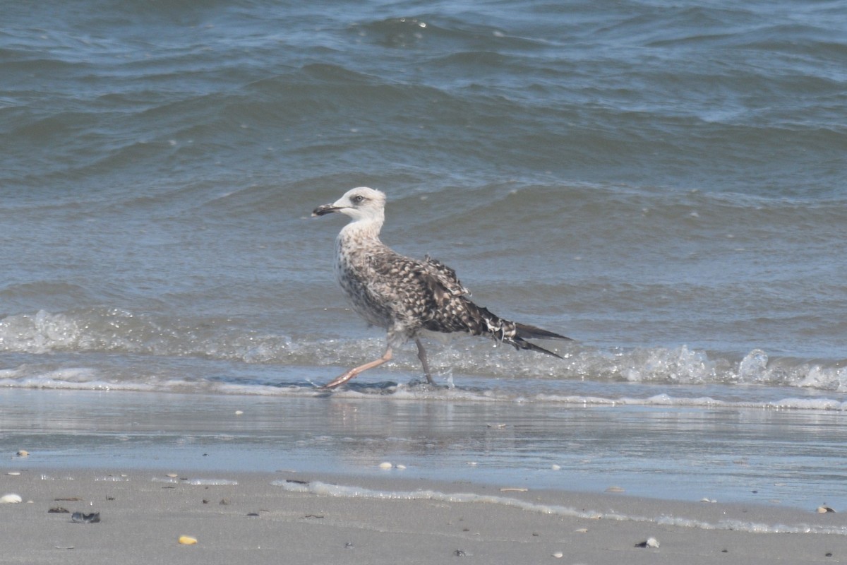 Gaviota Sombría - ML623223458