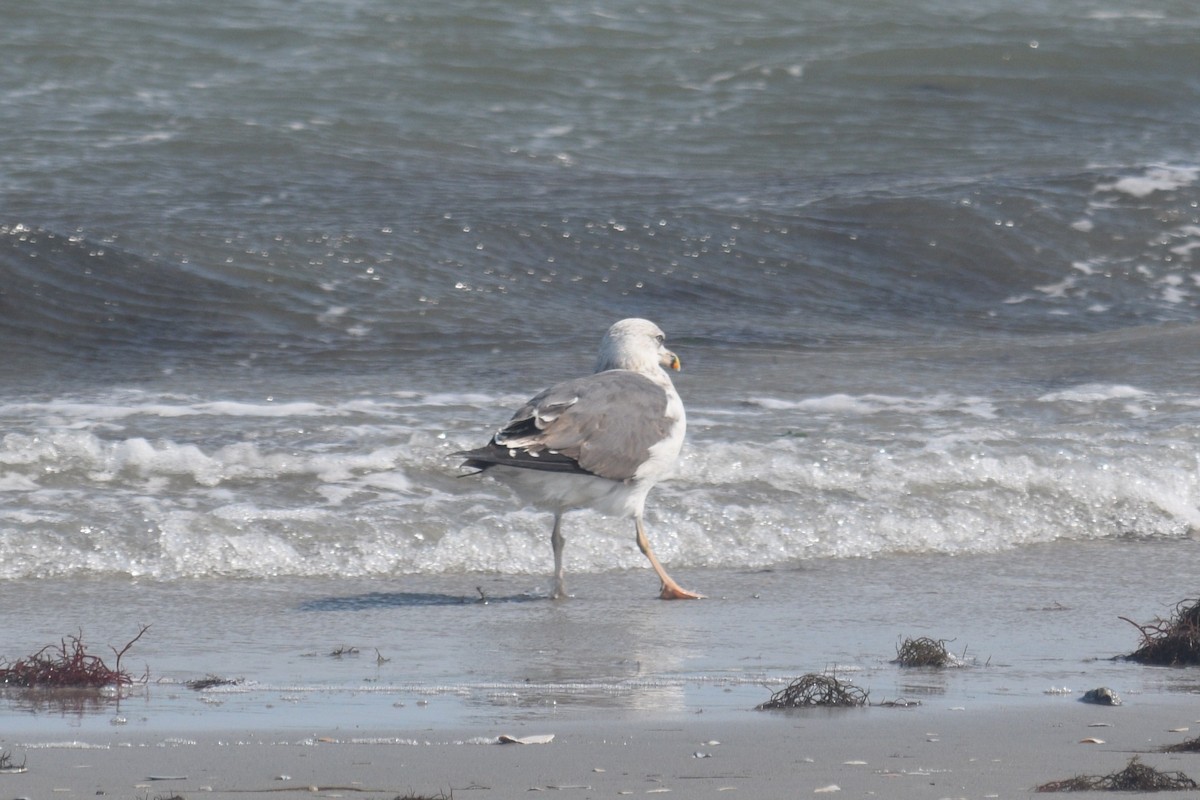 Gaviota Sombría - ML623223461