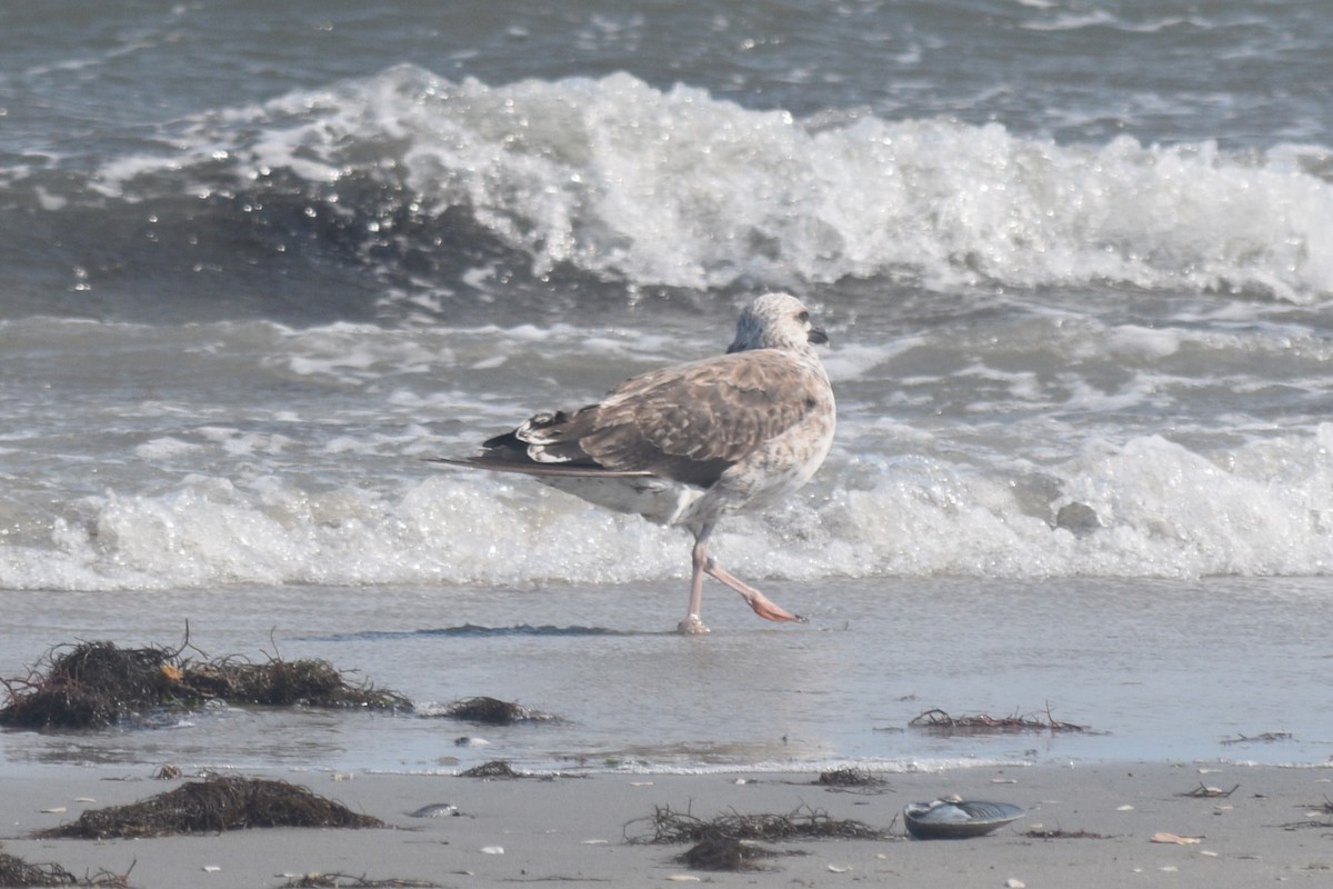 Gaviota Sombría - ML623223462