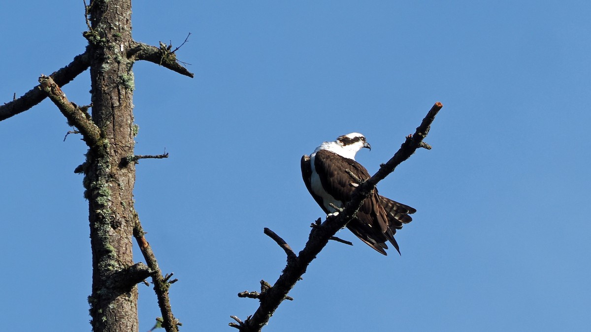 Osprey - Andrew McCormick