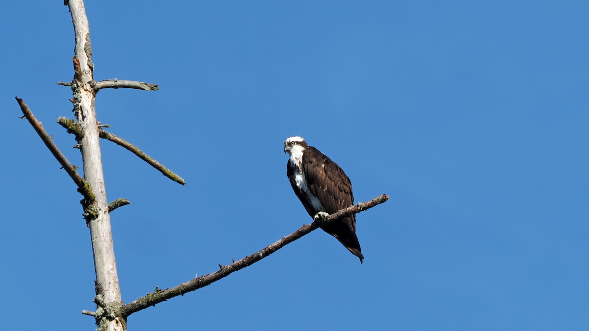 Osprey - Andrew McCormick