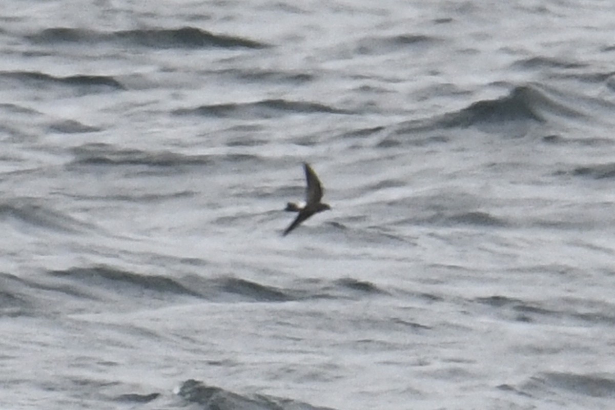 Wilson's Storm-Petrel - ML623223501