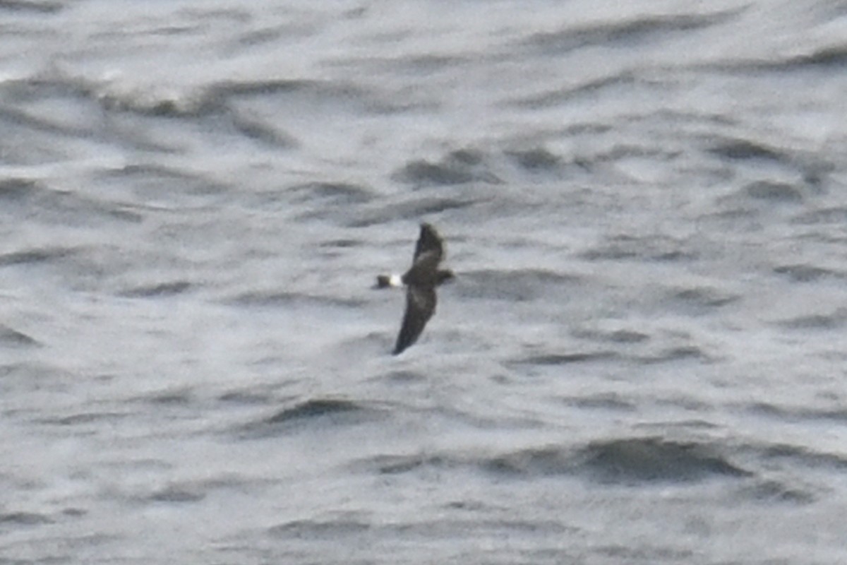 Wilson's Storm-Petrel - ML623223507