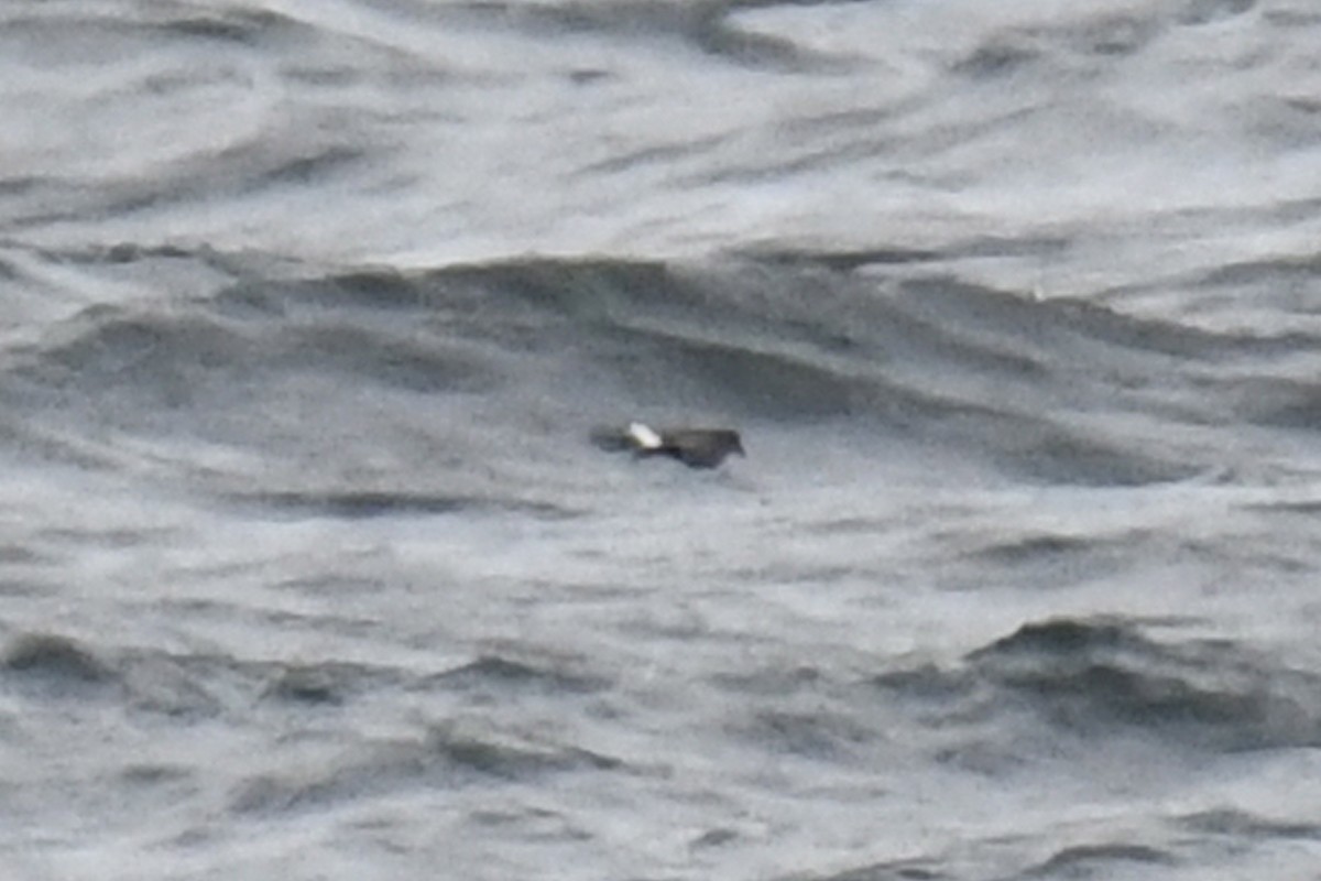 Wilson's Storm-Petrel - ML623223508